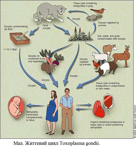 aa_2_2_l_13_TORCH_08