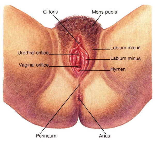 Реферат: Анатомія жіночих статевих органів