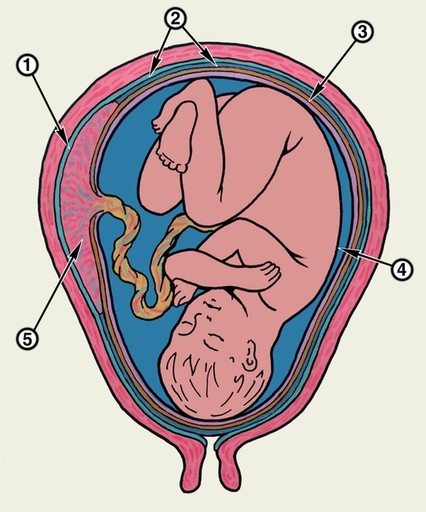 Реферат: Зміни в статевих органах молочних залозах в обміні речовин жінки під час вагітності