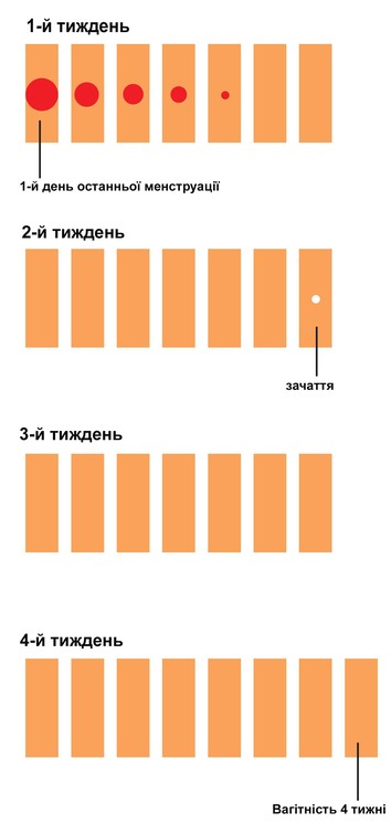 Реферат: Зміни в статевих органах молочних залозах в обміні речовин жінки під час вагітності