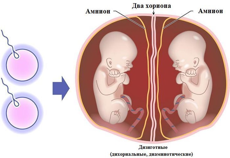 Реферат: Патологія вагітності і пологів